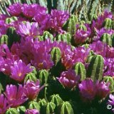 Echinocereus viereckii ssp. morricalii Canary cactus JLcoll.1298.jpg